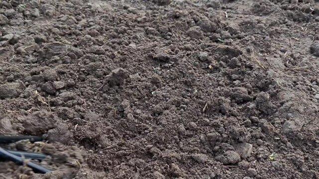 Gardener loosening soil with hand cultivator in garden