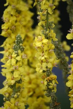 Mullein in the Morning