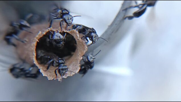 close up of kelulut worker bees (trigona) in the hive, stingless honey producing bees