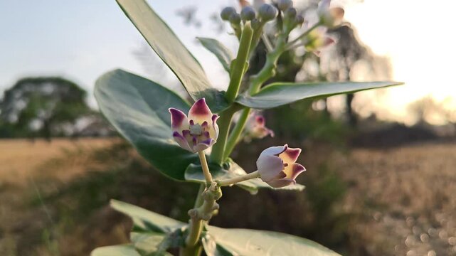 Crown Flower (Calotropis gigantea) Blooming in Natural Garden