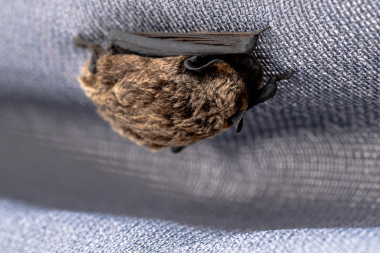 Small brown bat resting on textured fabric surface, showcasing fine fur details and wing structure in a close-up view