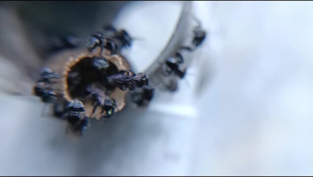 close up of kelulut worker bees (trigona) in the hive, stingless honey producing bees