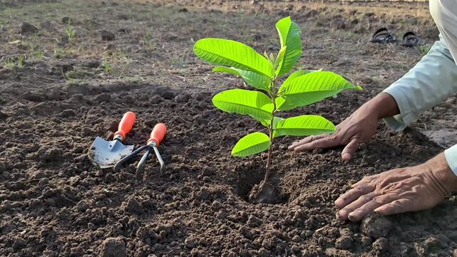 Farmer planting young sapling in fertile soil. World environment day concept