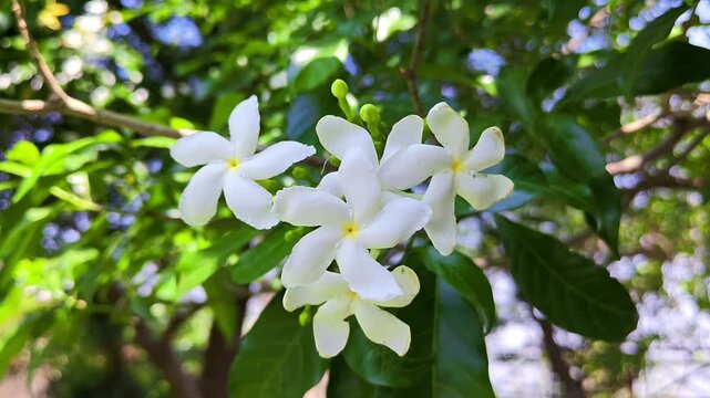 Beautiful white pinwheel flowers in natural light. Tabernaemontana divaricata