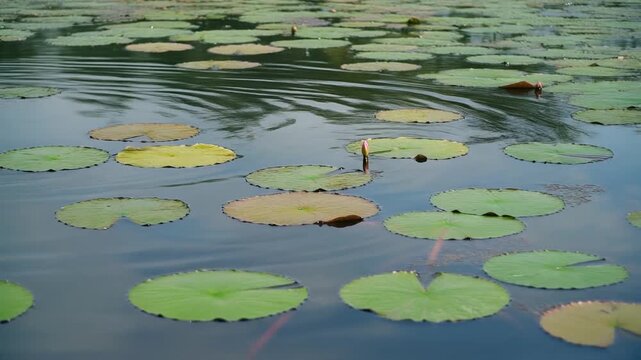 蓮池の水面 シームレスループ動画背景 16:9 4K