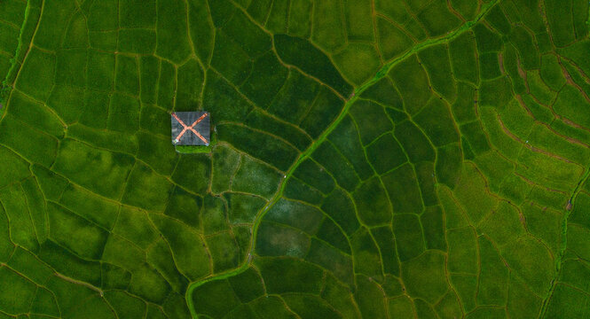 Aerial view of lush green rice paddies with a small structure in the middle of the fields in South Goa, Goa, India.