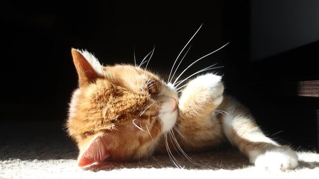 Cute ginger cat washing its face and grooming paws on carpet in a sunbeam, dark background