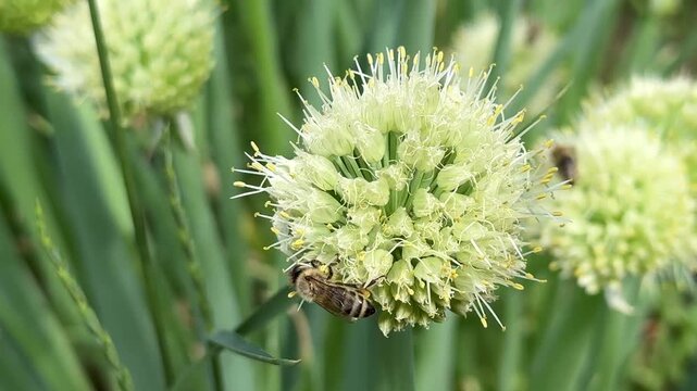 Close-up cinematic shot of butterflies, bees, and insects pollinating onion flowers, vibrant nature macro, wildlife in garden, summer bloom, ecosystem in action, delicate wings and nectar.