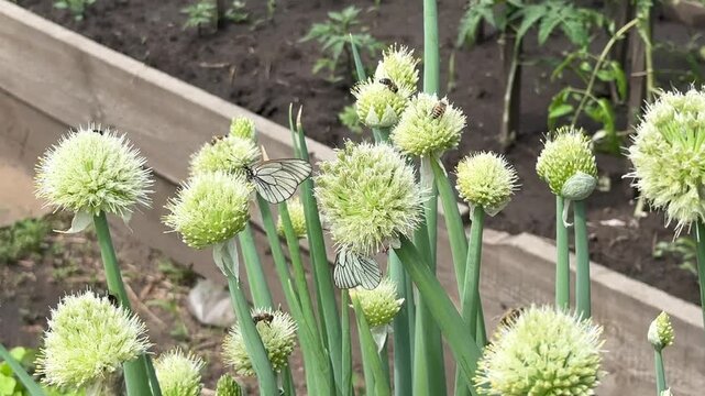 Close-up cinematic shot of butterflies, bees, and insects pollinating onion flowers, vibrant nature macro, wildlife in garden, summer bloom, ecosystem in action, delicate wings and nectar.