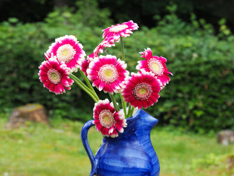 Gerbera in einer blauen Blumenvase mit Henkel im Garten
