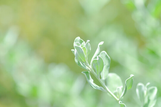 Leucophyllum frutescens , SCROPHULARIACEAE or Ash bush or Purple sage or Sensia or Silverleaf or Texas ranger or White sage