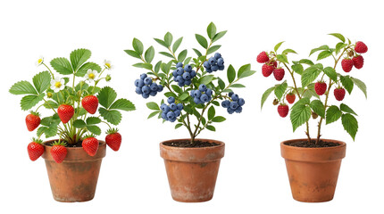 Potted berry plants collection, fresh strawberry blueberry and raspberry bushes in terracotta pots, organic home gardening and fruit cultivation isolated PNG with Transparent Background © MRamzan