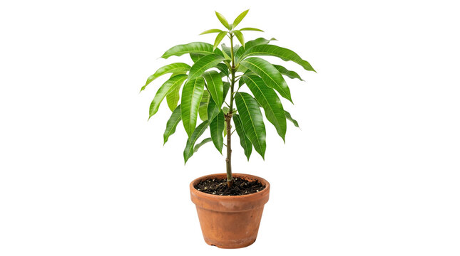 Young mango tree in terracotta clay pot, vibrant green tropical fruit plant seedling, indoor gardening and home cultivation concept isolated PNG with Transparent Background