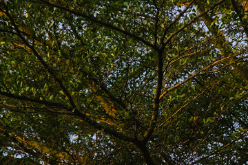 Fototapeta premium Close up of dense green tree branches and delicate leaves filling the frame