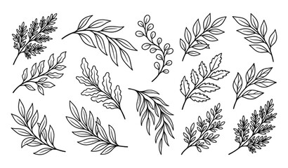 Fototapeta premium Hand Drawn Organic Plant Branch Outline Icon Collection Black Line Vector