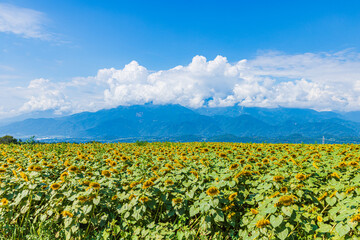 Fototapeta premium 山梨県 明野のひまわり畑