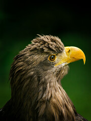 Obraz premium A majestic close-up portrait of a White-tailed Eagle (Haliaeetus albicilla), also known as the Eurasian sea eagle, showcasing its sharp yellow beak and intense gaze against a dark background.