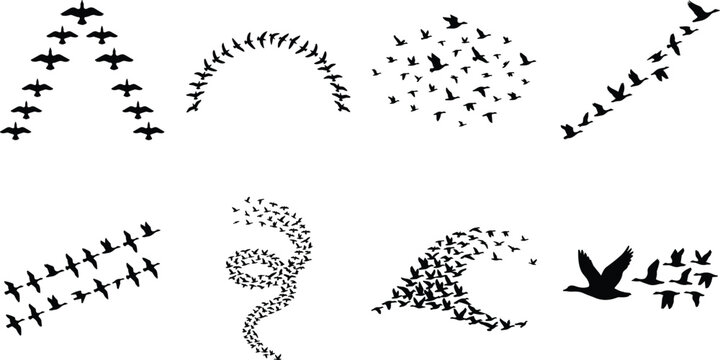 Silhouettes of bird flight formations in creative natural patterns