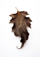 Naklejka premium Fall leave plant brown leaf.