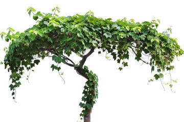 Fototapeta premium Grapevine plant climbing a tree trunk, creating a natural archway with its vibrant green leaves, isolated on a white background
