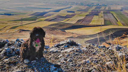 Black curly dog sitting on a rocky hilltop overlooking patchwork fallow cereal fields in La Sagra, Toledo, Spain. © Luis M. Pérez