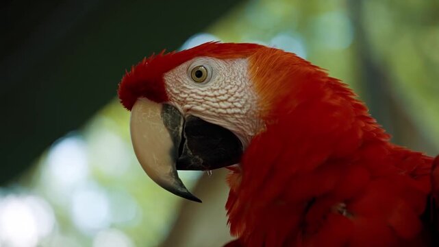 Red macaw parrot head in close-up with cinematic shallow depth field