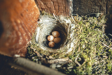 A small bird's nest made of twigs and moss contains four light brown eggs. The nest is situated in a wooden structure, showcasing natural textures. © Екатерина Говорина