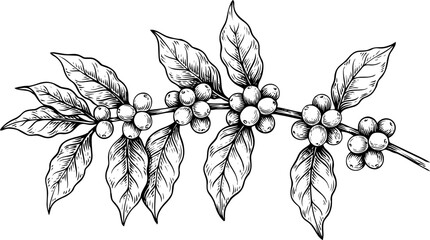 Detailed hand-drawn sketch of a coffee plant branch featuring lush leaves and ripening coffee berries, isolated illustration image_b1bf01.jpg © OBAYDUL