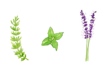 Watercolor illustration Lavender, Rosemary and Mint Leaf. Hand painted isolated on white background. © Sasithorn Illustrat