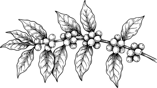 Detailed hand-drawn sketch of a coffee plant branch featuring lush leaves and ripening coffee berries, isolated illustration image_b1bf01.jpg