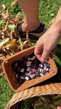 Shelling ripe harvested runner beans or Phaseolus coccineus by hands, into a basket outdoors in the garden. Evoking themes of agriculture, nature, and fresh organic produce.