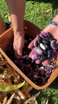 Hands holding freshly shelled runner beans above a harvest basket outdoors, homegrown food production, seasonal abundance, gardening success, sustainable lifestyle.