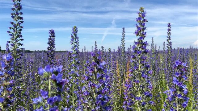 Meadow of Vipers Bugloss or Blueweed ,Echium vulgare, blossoms. Blue blooming flower, natural environment. Biennial plant, great for pollinators and agricultural fields