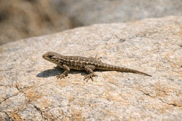 Fototapeta premium A lizard basks in the warm sunlight while perched on a rocky outcropping