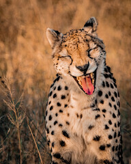 Naklejka premium Yawning cheetah portrait in golden savanna grass South Africa