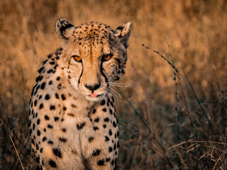 Alert cheetah looking at camera in African grassland © Rebekka