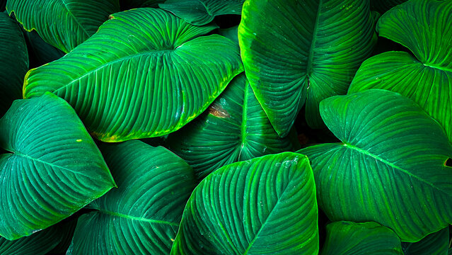 Close-up of dense tropical foliage featuring large textured green leaves with prominent veins and natural patterns. The overlapping leaves create a vibrant botanical background rich in texture, symmet