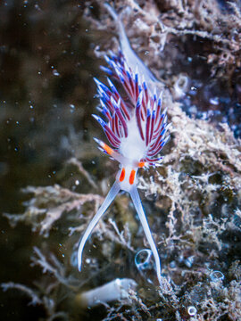 Nudibranche Flaveline - M&eacute;diterran&eacute;e