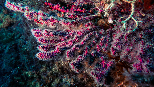 Gorgone de M&eacute;diterran&eacute;e
