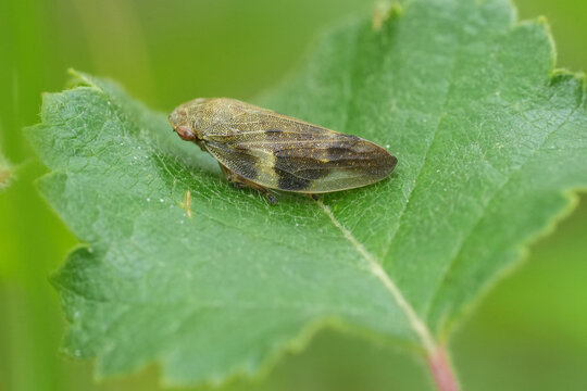 Closeup on an European alder spittlebug, Aphrophora alni resting on a green leaf