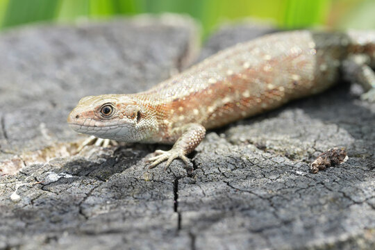 Closeup on athe European live-bearing lizard, Zootoca vivipara sitting on top of a pole