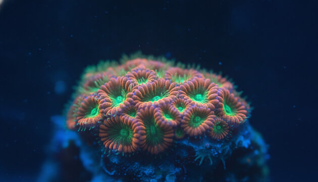 Fluorescent coral polyps glowing under actinic blue light macro