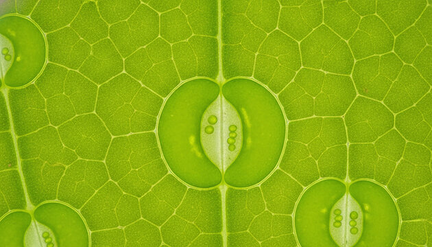 Plant leaf stomata microscopic guard cells macro