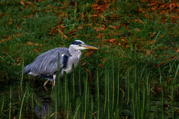 Fototapeta premium Graureiher (Ardea cinerea)