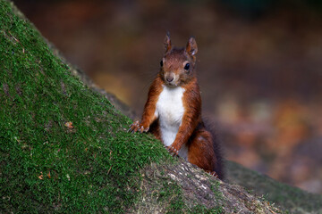 Eichhörnchen (Sciurus vulgaris) © Rolf Müller