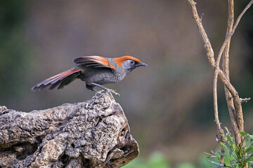 red billed hornbill in tree © Bai