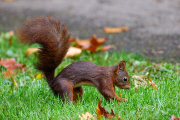 Eichhörnchen (Sciurus vulgaris) © Rolf Müller