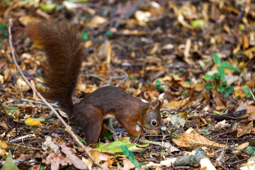 Eichhörnchen (Sciurus vulgaris) © Rolf Müller