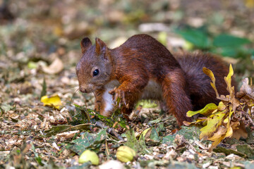Eichhörnchen (Sciurus vulgaris) © Rolf Müller