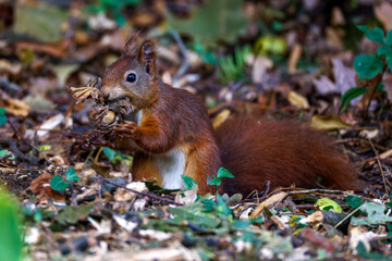 Eichhörnchen (Sciurus vulgaris) © Rolf Müller